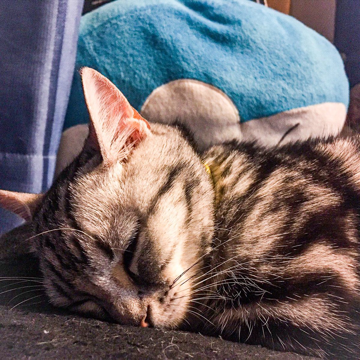 猫の寝顔