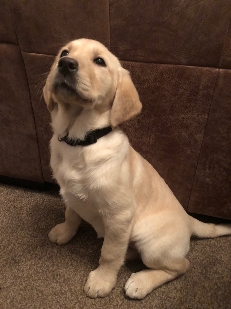 bunji05's tweet photo. @Lauren__Paull We got our last dog through Pets4Homes, didn’t and wouldn’t pay some of the prices people ask. We paid £400 for her and I travelled to South Wales to collect her. https://t.co/KvZ97SlpdC