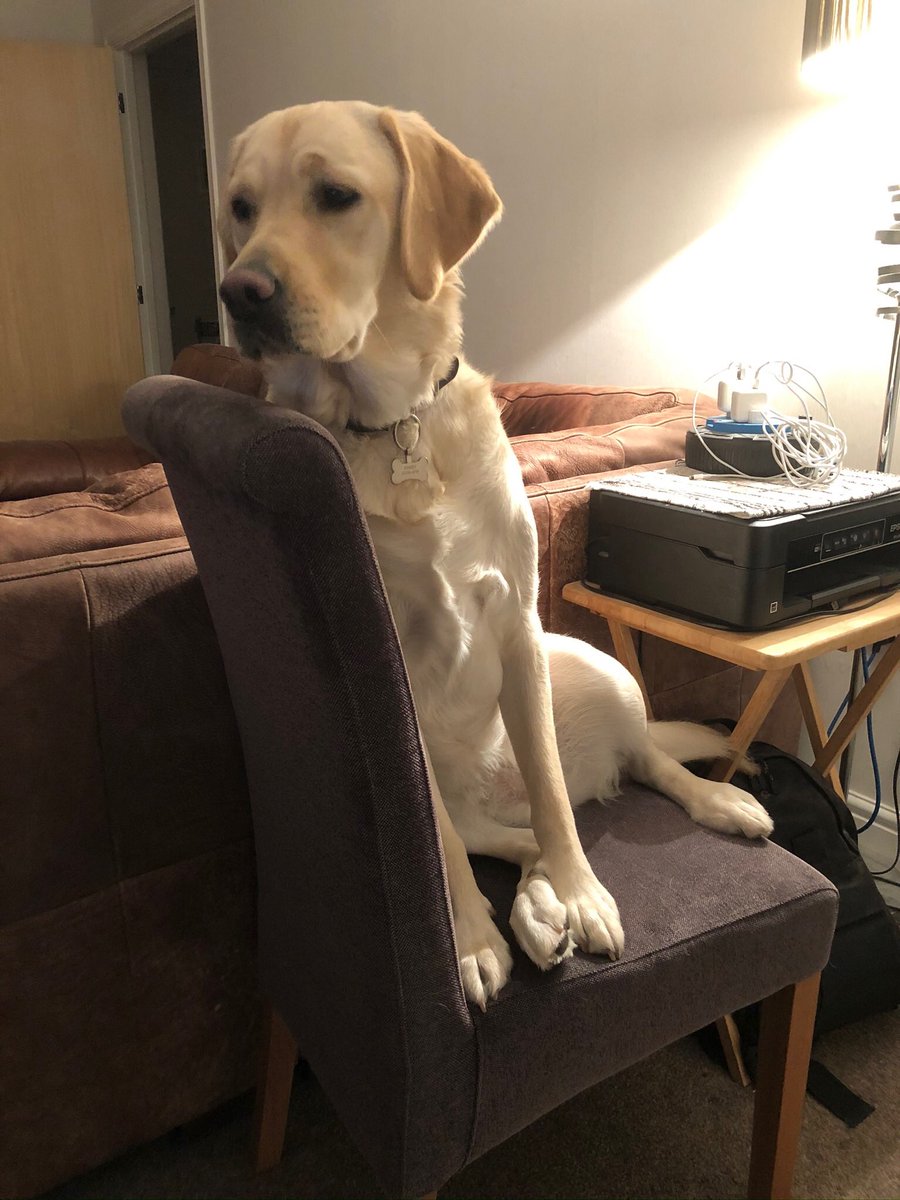 bunji05's tweet photo. @Lauren__Paull Now she’s 20 months old...... https://t.co/jHfl24MKxK