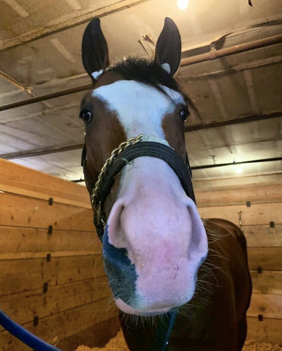 BloomRacing's tweet photo. It's #SnapperTime today in the Blame Stakes @ChurchillDowns, and then we have #Governale @lonestarpark. @salgovernale 🐢
#SnapperSinclair https://t.co/xjjdaf3K30