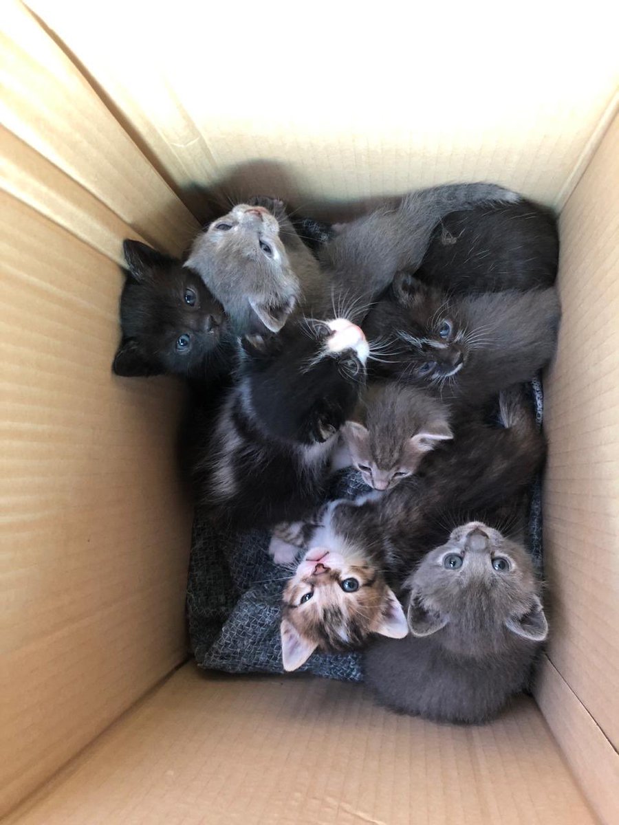 delfibernardo's tweet photo. ❌COMPARTIR POR FAVOR❌
ADOPCIÓN RESPONSABLE 
LOS TIRARON EN LA CALLE
🐱🐱5 HEMBRAS🐱🐱 https://t.co/GOzqgMBWkZ