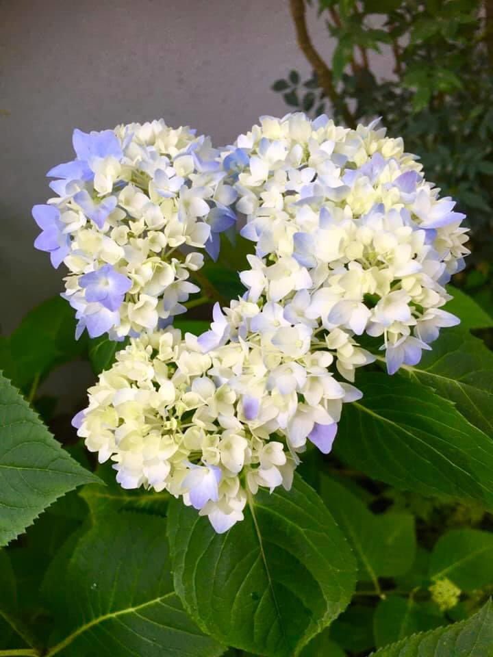 matscat's tweet photo. It’s Ajisai (Hydrangea) season #Kamakura #StayHome https://t.co/lKGAM1Y7Lv