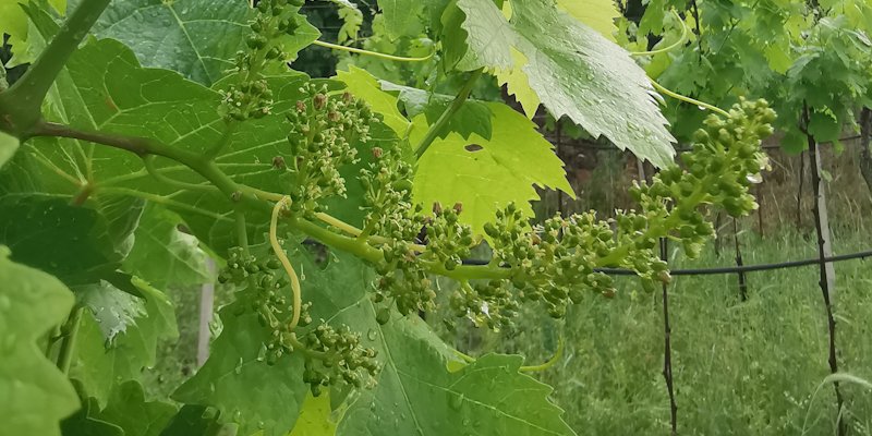 garganuda's tweet photo. Blooming start
#garganuda #nakedfermentedgrapes #biodynamic #volcanicsoil #garganega #nature #wild #organic #wine #naturalwine #biodynamicwine #bio #wildyeast  #lowsulphites #unfiltred #soavedoc #naturalwinelover #winelover #wineblogger #valdalpone #Verona #italywine #picoftheday https://t.co/ZLTcqCxTpN