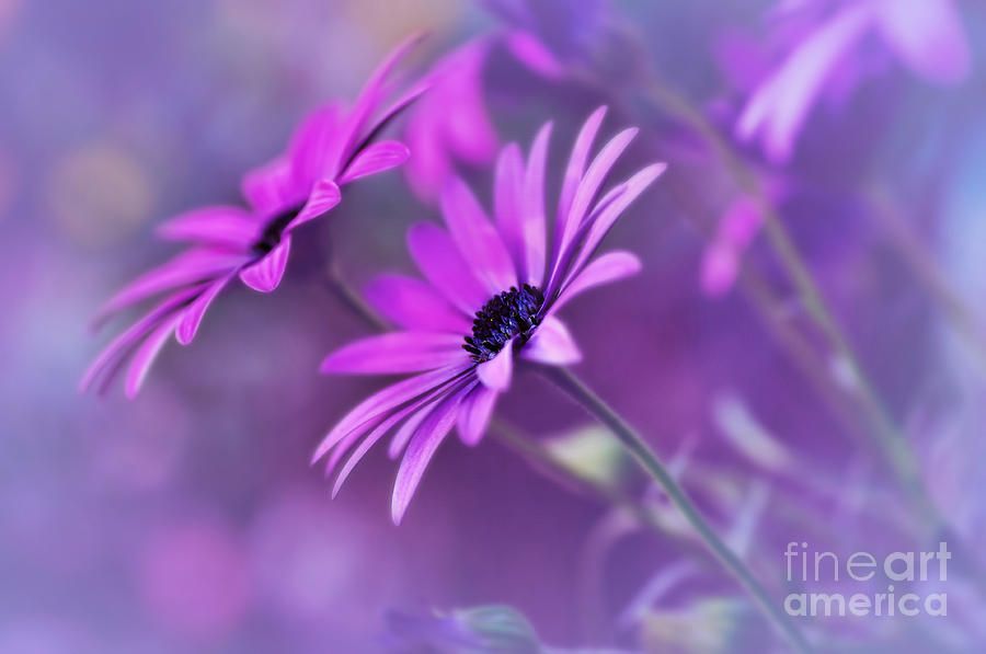 #Misty Young #Daisies by Kaye Menner #Prints #Products for #Sale at &gt;&gt;  buff.ly/3d0Guh2