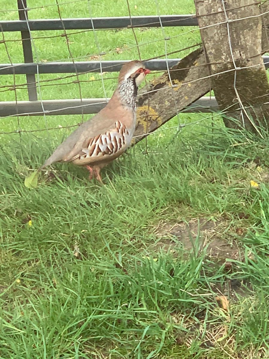 HubbuckSarah's tweet photo. When delivering today after work came across this beauty, love to see the little red legs as we call them here. #britishwildlife #partridges #britishcountryside https://t.co/0Z1kNRNTu5