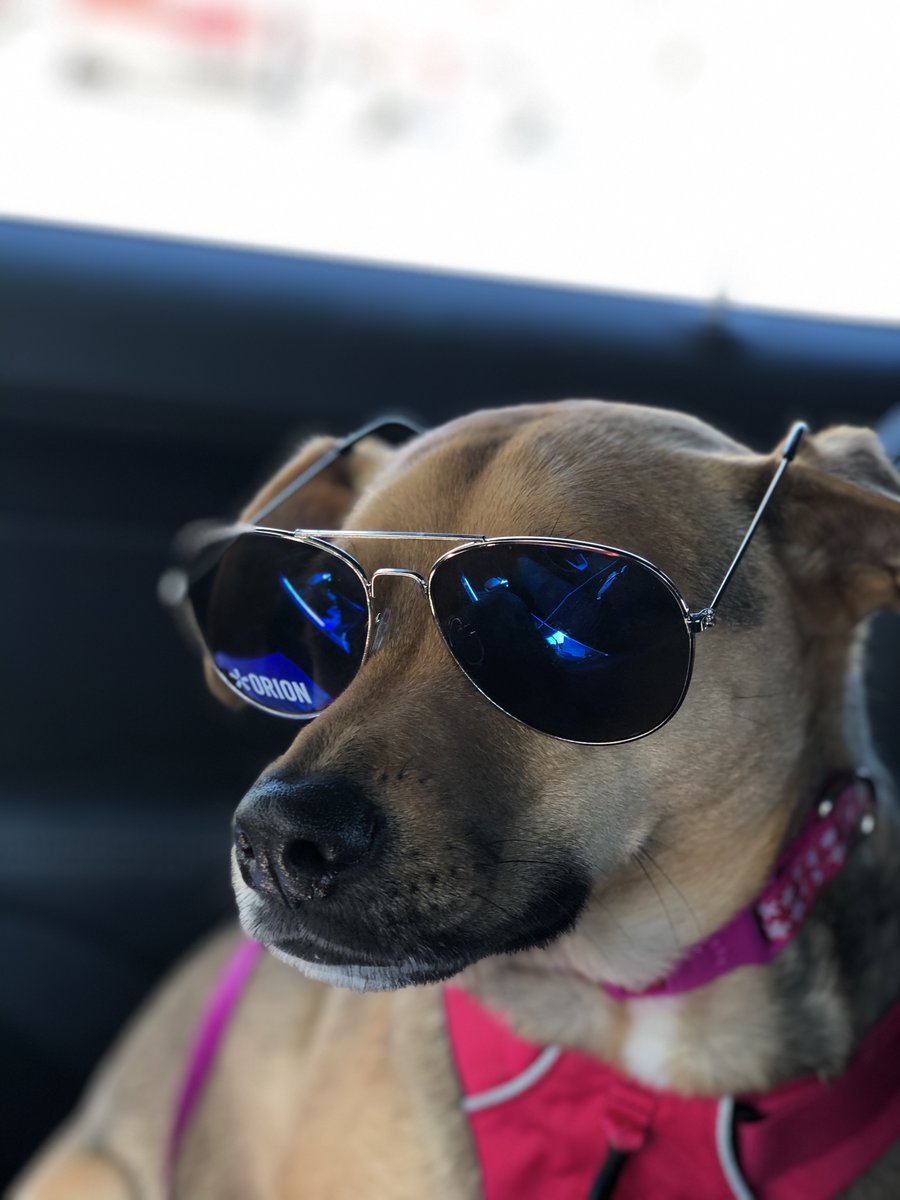 orionwealthtech's tweet photo. Weekend mode engaged #PetsofOrion https://t.co/lhwQIvpwKn