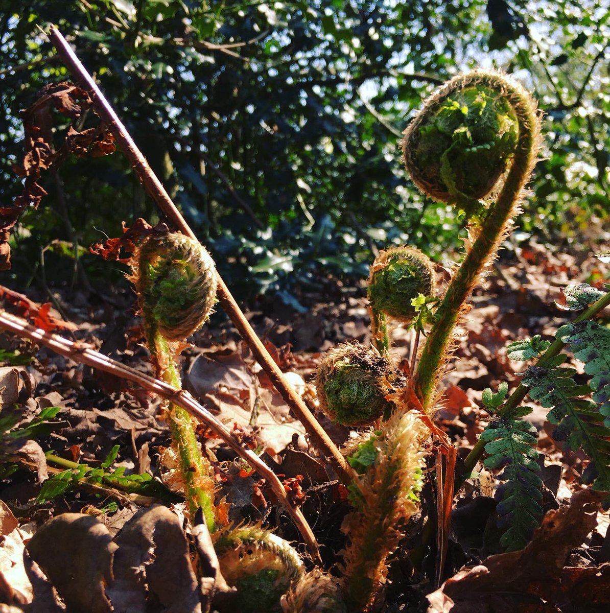 My life in pictures 2/7. No people. No context. 1 pic a day for 7 days. Challenge someone each day. I was challenged by 
<a href="/JamiePropSearch/">Jamieson Property Search</a>, today I challenge ⁦@carrieodonnell⁩