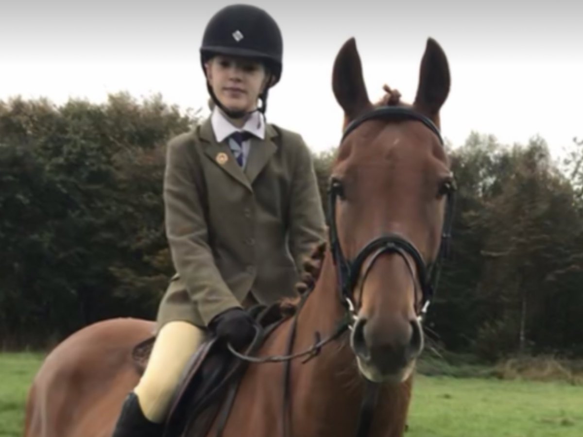 successfilly's tweet photo. @clarebalding wanted to share these pics with you. We met you at hoys and told you about our g g grandson of mill reef. You asked if he had a nice personality. He has! He looks so much like his g g grandad! https://t.co/2qAxj3mIK7