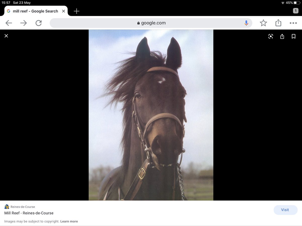 successfilly's tweet photo. @clarebalding wanted to share these pics with you. We met you at hoys and told you about our g g grandson of mill reef. You asked if he had a nice personality. He has! He looks so much like his g g grandad! https://t.co/2qAxj3mIK7