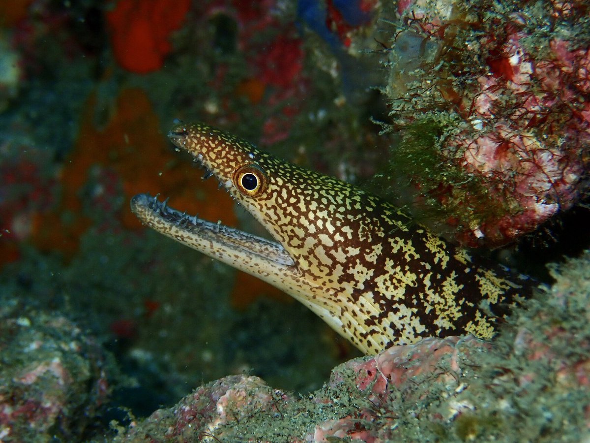 simeharuru's tweet photo. とても素敵なタグを発見！

繁殖期のウツボが、どのような行動をしているのか研究してます。
海の中で様々な表情をのぞかせてくれるウツボが大好きです(*´∀｀*)

研究以外でも、ウツボの写真を撮ったり、絵を描いたりしてます！

 #ウツボ好きな人と繋がりたい https://t.co/BHghFM7ZMF