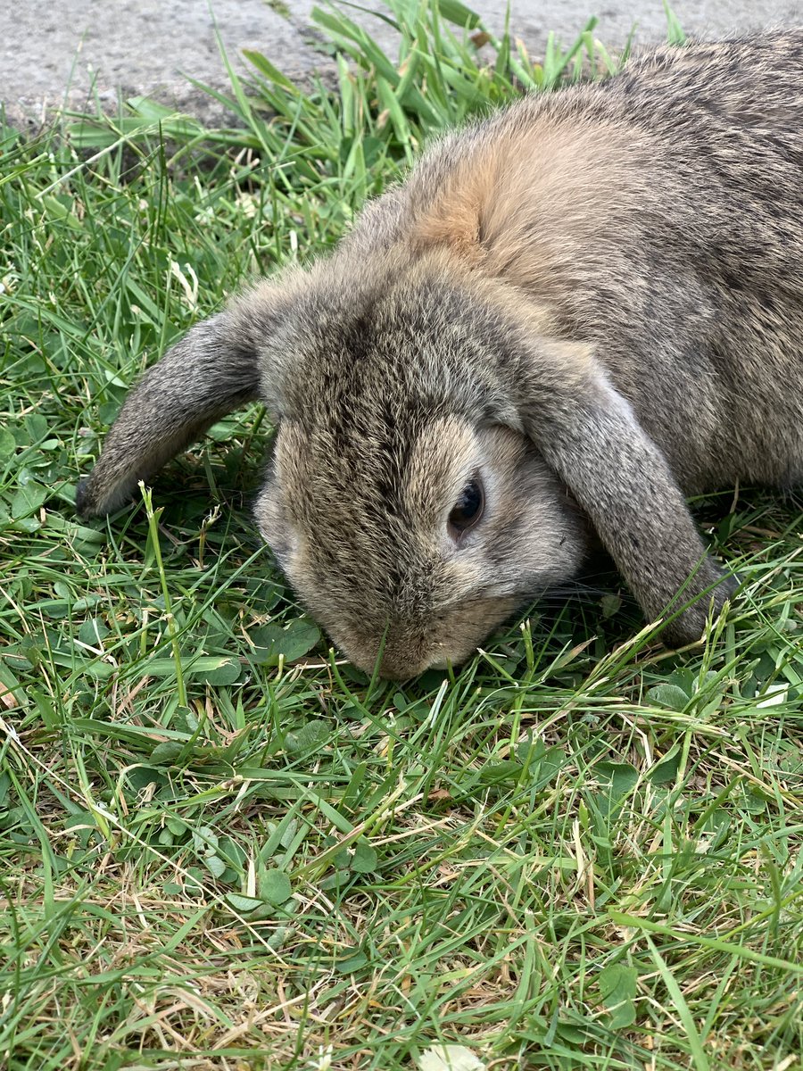 christianlmiles's tweet photo. As I’ve taken a break from That’s Intelligence and all that #Agile nonsense! He’s the latest completed project! #Rabbits #ThatsIntelligence https://t.co/g6pJN9bVgW