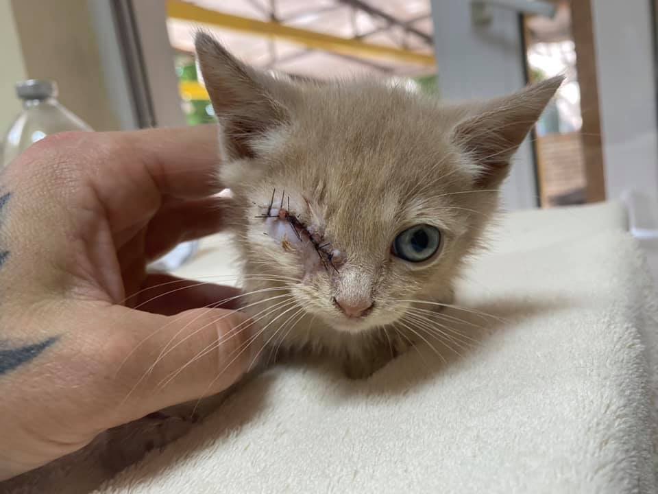 Друзья ! Кому не жалко ЗАПАЧКАТЬ СВОЮ СТРАНИЦУ , этим несчастным бедным ребёнком . 
Давайте все вместе , сделаем Пиратику подарок 🎁 для вас это секунда дела , а для него , это надежда на жизнь !

Киев -Бровары

0999115750 

P.S. Ребёнок почти здоров , очень нужен ему дом