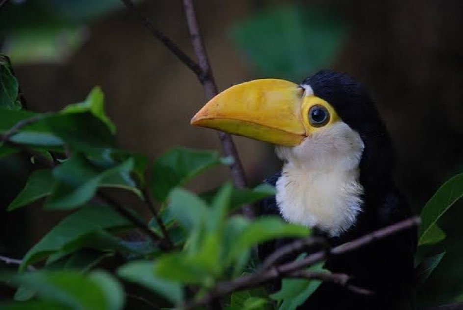 _iucaa's tweet photo. Um bebê tucano pra alegrar o seu dia https://t.co/HrGZiJ3iTu