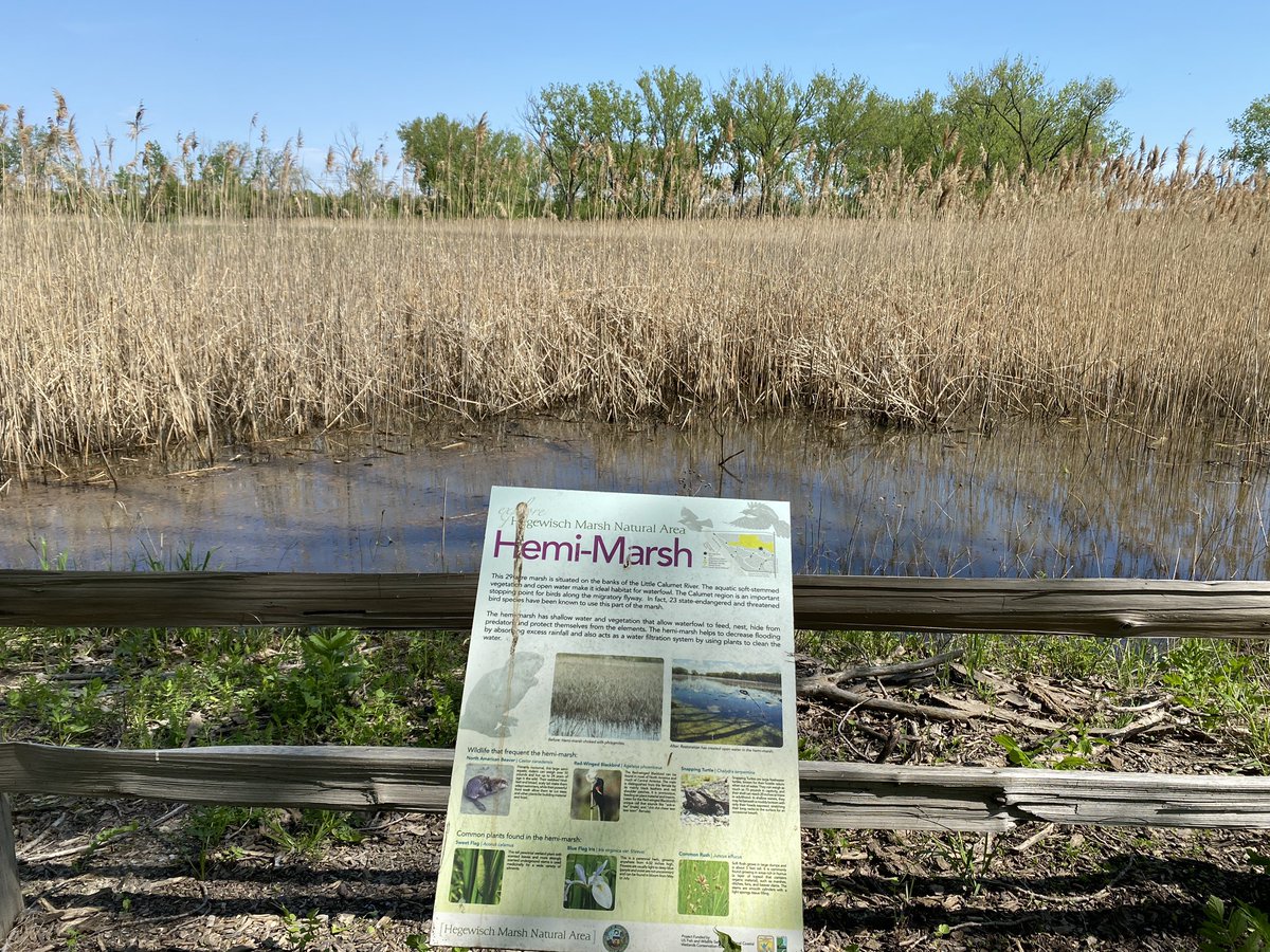 The Hegewisch Marsh Natural Area’s hemi-marsh