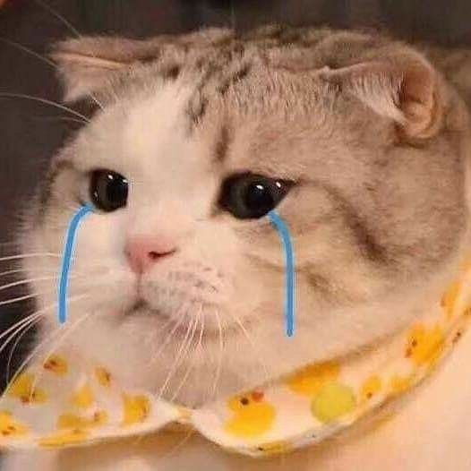 เด่กหญิงน้องโม🍼 tweet media