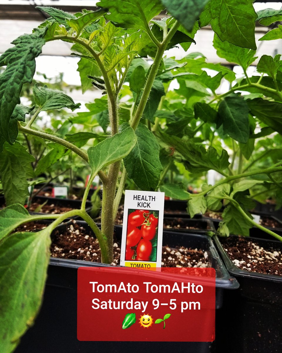 ThielsGH's tweet photo. We have veggies starters including tomatoes and cucumbers, wave petunias, citrosa/mosquito plants and SO much more! Happy growing! Happy spring! ππ±π #letsgrowsomethinggreen #albertagrown #veggies #flowers #freshlocal #greenhouselife #homegrown #farmer
@goeastofYEG https://t.co/dejoRlGc4r