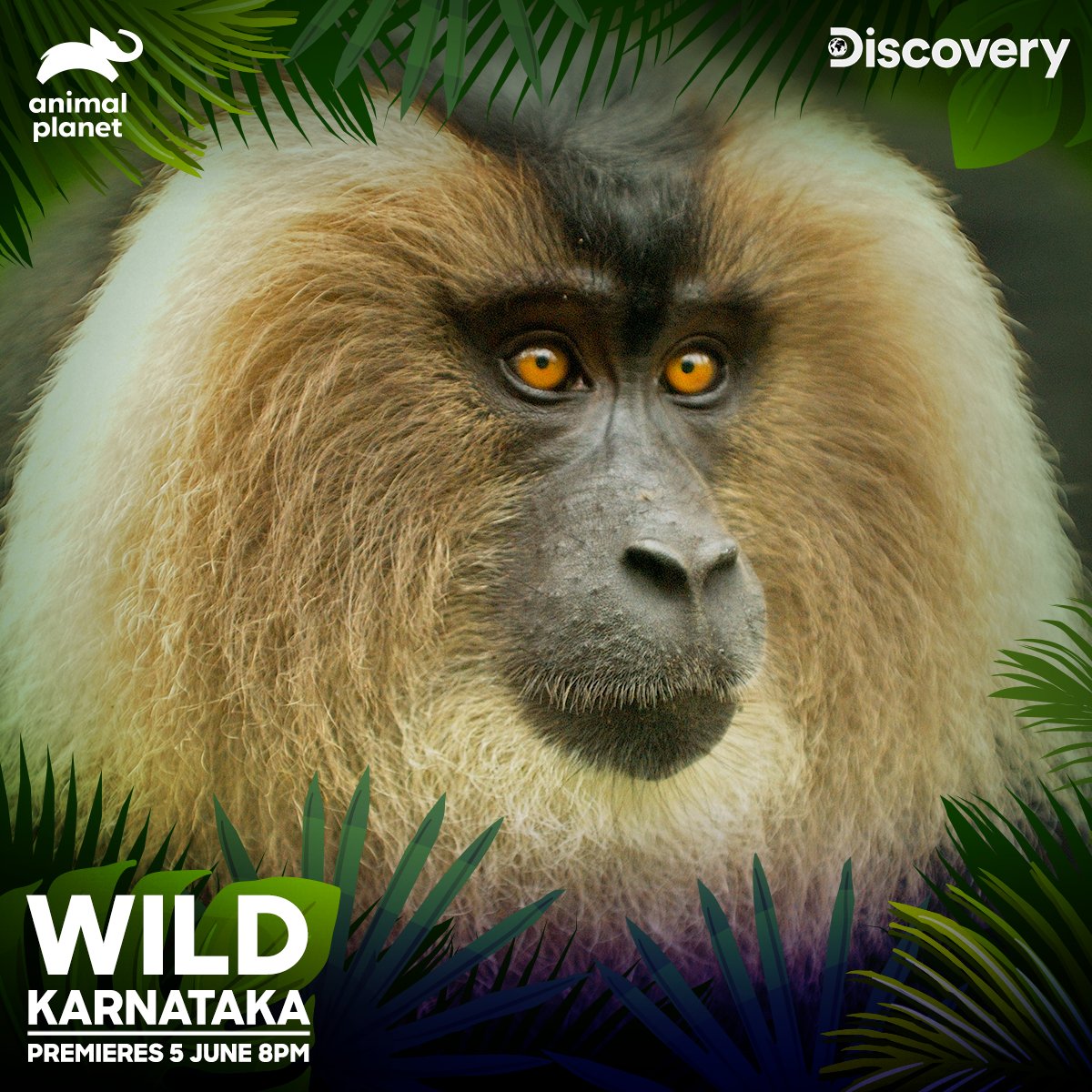 Discovery Channel India on Twitter: Discovery Channel India on Twitter: