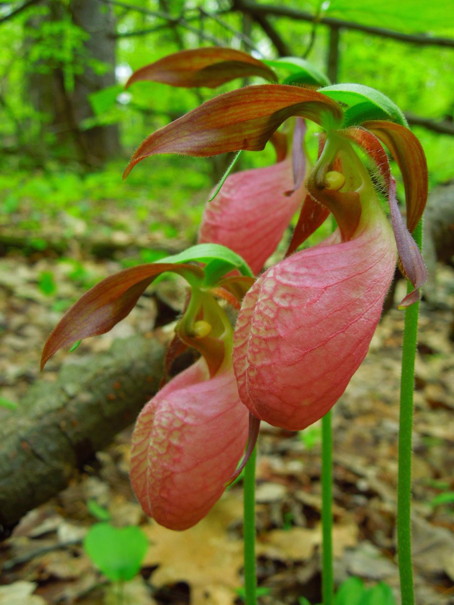 The beloved pink lady's slipper orchid (Cypripedium acaule). The pouch formed by its lower lip is a bit more blowsy than those of its cousins. Nonetheless, bright colors and a lovely scent belie the fact that these flowers offer no reward at all 😎