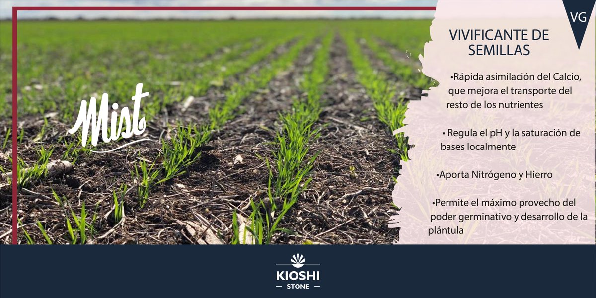 KioshiStone's tweet photo. ¿Quer��s asegurarte la implantación de tus cultivos de invierno?
#MistVG es un vivificante de semillas para gramíneas que permite el máximo provecho del poder germinativo y desarrollo de la plántula
.
.
.
#MaximizaTuRindeConMist #MISTVG #Trigo #Cebada https://t.co/ZHMhoqRgo0