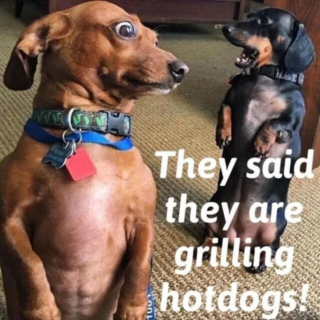 What are going to BBQ this summer? 

#cutepets #cutepetsofinstagram #cutepetsclub #cutepetshots #cutepetsa #cutepetsig #cutepetsposts #petmemes #petmeme #petmemed #pettymemes #petmemesofinstagram #petmemesdaily  #petamemes #petmemeow #petmemesarelife #pettymemestv