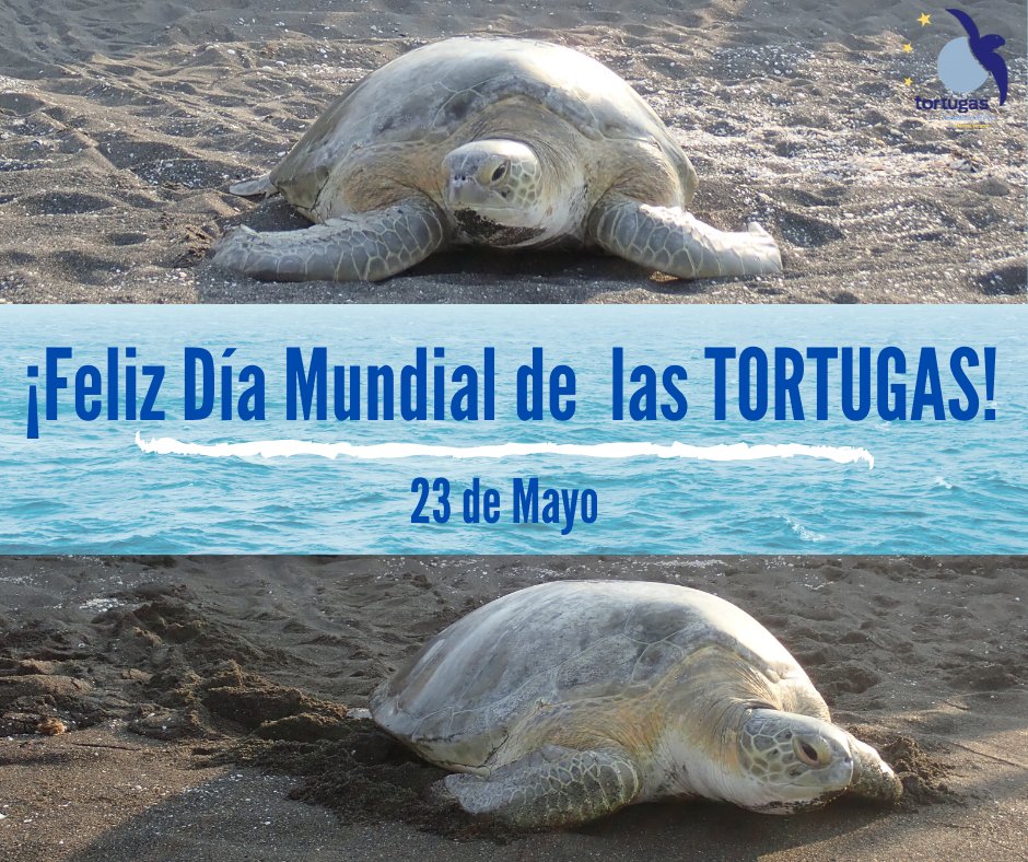 FundacionYepez's tweet photo. Les deseamos un ¡Feliz Día Mundial de las Tortugas! 🐢🌎#23demayo #tortugas #turtlesday #environment #conservation https://t.co/XzEfc8RAPp