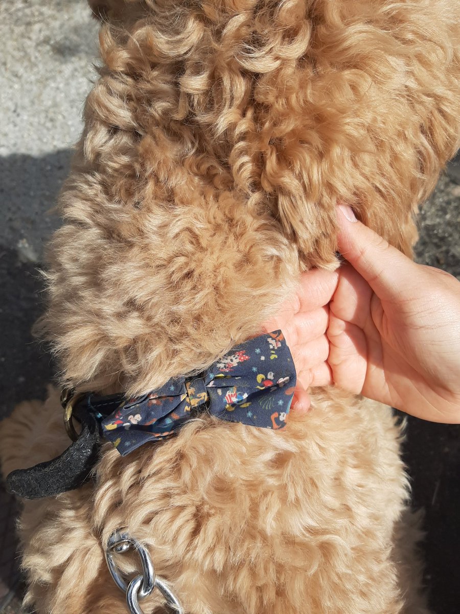 HantsPolRoads's tweet photo. FOUND DOG  - Ashurst
No name tag on the collar. Just a material bow. Still on scene in the area. Please call 101 ask for PC 1769 @NewForestCops @TottonPolice https://t.co/lhaSUqhqeg