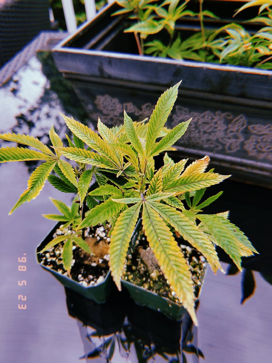 jacquichilds's tweet photo. Enjoy your new homes 🏡  
#growyourown #clones #cannabis 
#legacyStrains https://t.co/VC0oxPgakO
