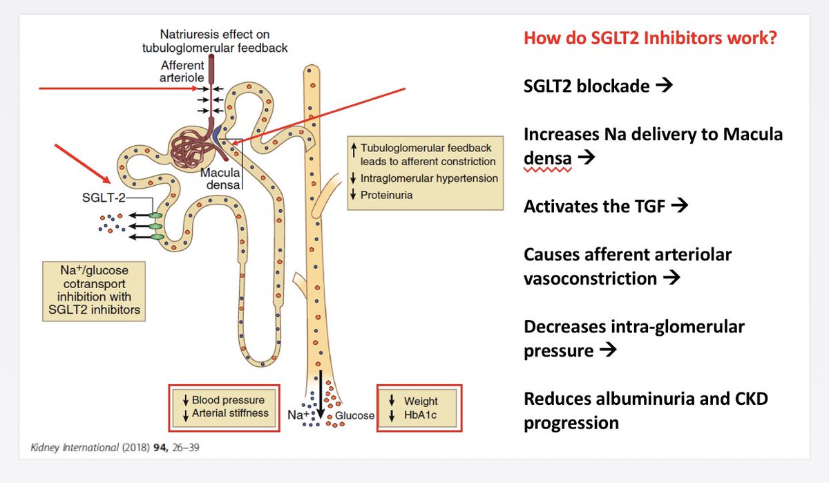 SGLT2i block the the Na/Glucose co-transporter in the proximal tubuleIncrease Na delivery to the Macula Densa ‘activates’ the Tubuloglomerular Feedback (TGF)This is different from Loop Diuretics which ‘Inhibit’ the TGF 15/