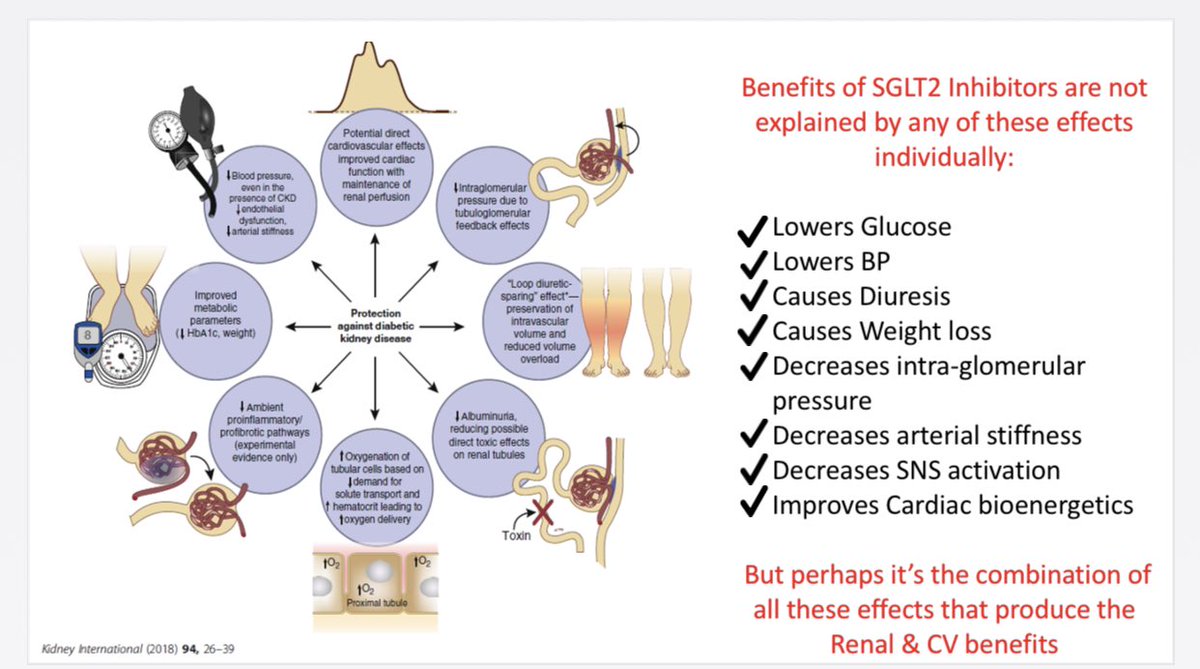 How do SGLT2i improve CV outcomes? Possibly due to: in Preload (diuretic effect) in Afterload ( BP) Improvement in Cardiac Bioenergetics by switching from glucose to ketone bodies as source of energy Na/H Exchange in the 18/