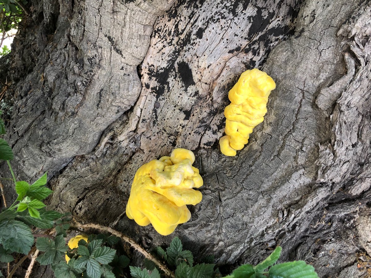 foragingcourse's tweet photo. Only one space left on tomorrow’s course. Learn about wild edibles in season now, like this Chicken of the Woods! More info here: https://t.co/rOdnsv6Zny
#foragingcourse #foraging #wildfood #edibleplants #ediblefungi #outdoorskills #bushcraft #plantbased #livetutor https://t.co/7tDB1U97T7