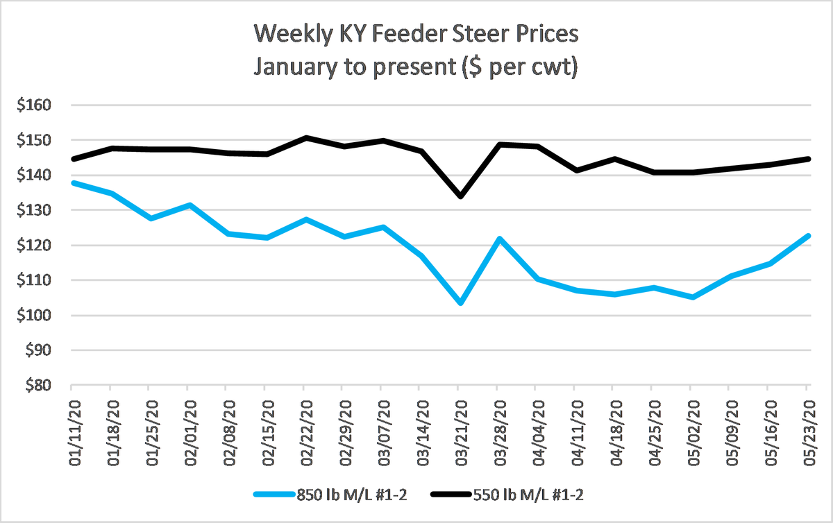 KYCattleEcon's tweet photo. Another week of steady improvement for KY feeder cattle prices. The biggest improvement was again on heavy feeder cattle. Source: @USDA_AMS #KYCattleMarkets https://t.co/xcB2ZeZ9Qu