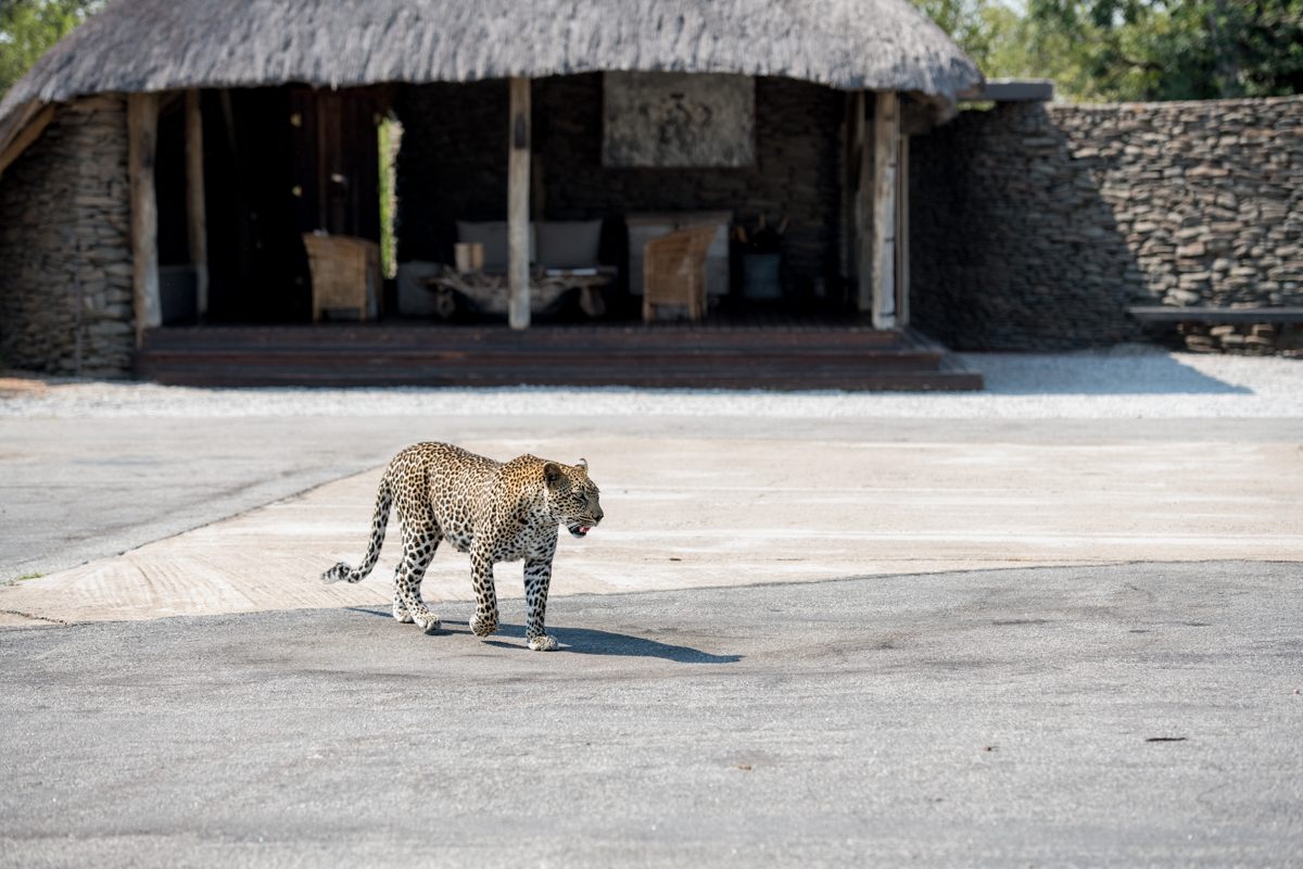 Singita_'s tweet photo. The wildlife here at Singita Sabi Sand is taking full advantage of our airstrip during this quiet time. We are looking forward to welcoming you back. https://t.co/mk884XBRfS
