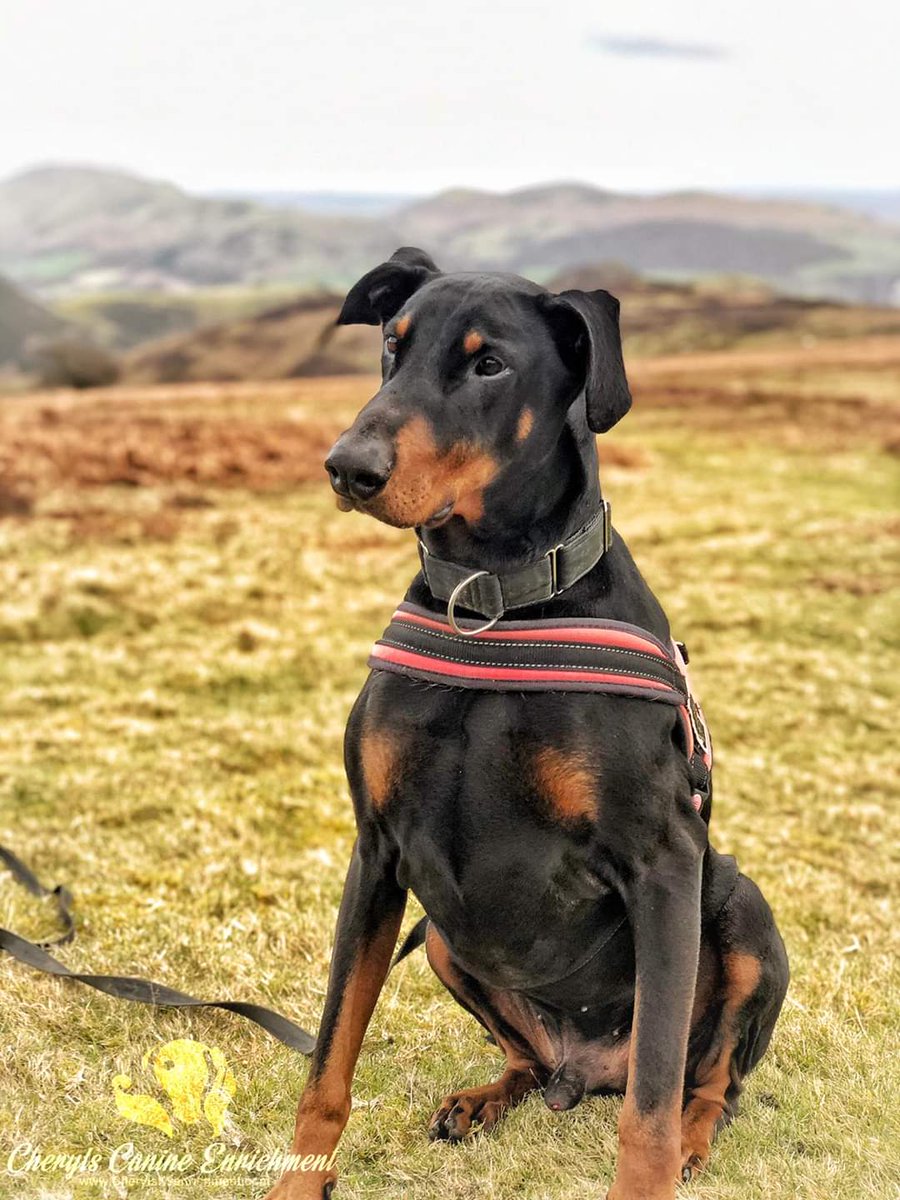 JD is a stunning #Doberman in rescue @HilbraesDogs near Telford in #Shropshire and he's on the lookout for a breed experienced forever home today please help? Call the kennel team on 01952 541254 any day between 12 and 4pm for more information ❤️ #Teamzay #Rescue #TeamHilbrae