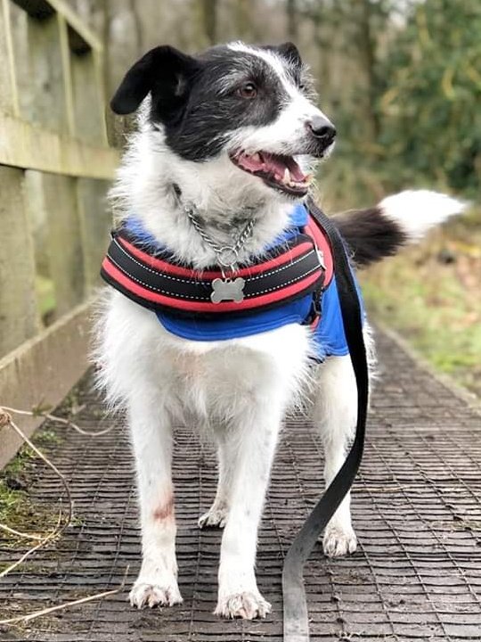 Brandy is a gorgeous little fella in rescue @HilbraesDogs near Telford in #Shropshire and he's on the lookout for a loving forever home today, please help? Call the kennel team on 01952 541254 any day between 12 and 4pm for more information ❤️ #Teamzay #Rescue #TeamHilbrae