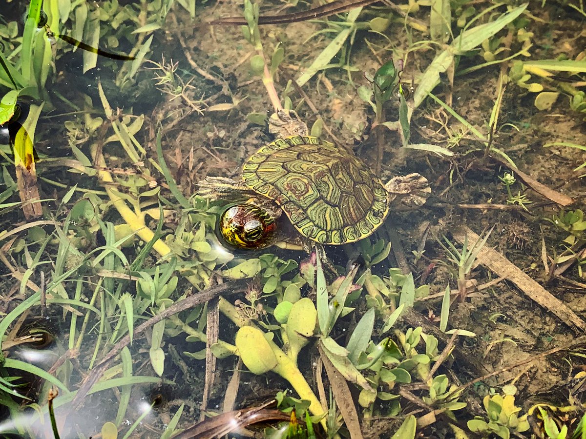 The pond across from our house is full of turtles and several gars; 10-year-old me* couldn’t ask for a better setup!*present-day me too