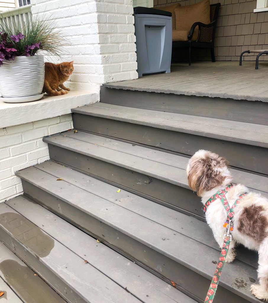 AdamsFamilyTzus's tweet photo. Six feet of separation. Probably a good idea. #SaturdayVibes #SaturdayMorning #CatsOfTwitter #CatsOfTheQuarantine #dogsoftwitter #dogsinquarantine #sixfeet https://t.co/P5R0Etc4dS
