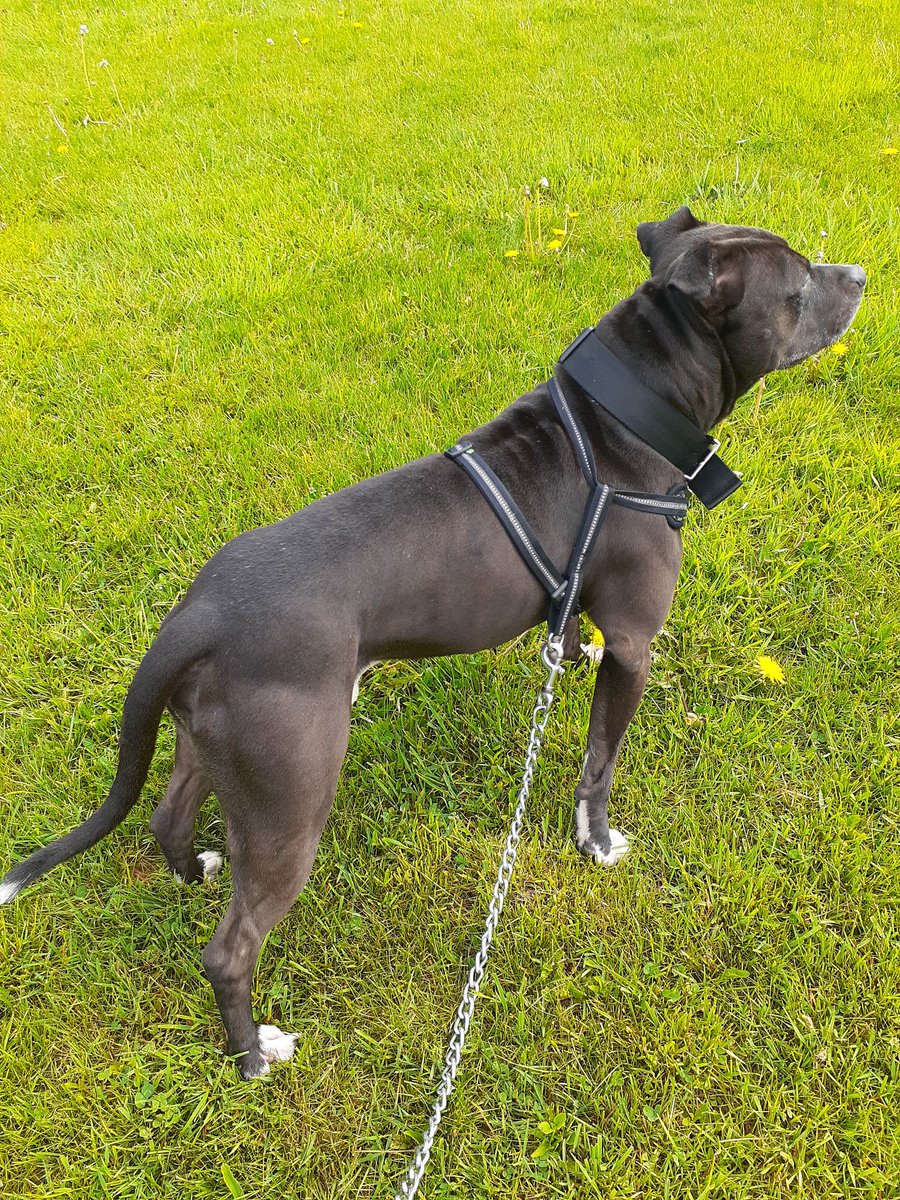 AlexisSisson2's tweet photo. Handsome boy ❤ #pitbullmom https://t.co/ncbis9x010