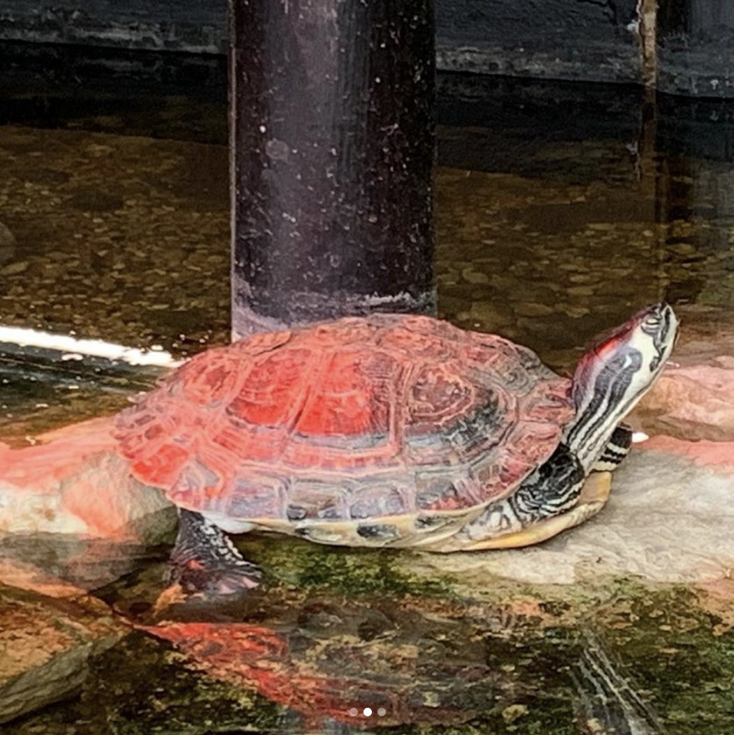 Today we #shellebrate our resident mascot Justine on #worldturtleday! She was a rescue pet, found in the middle of the street by Jana of <a href="/bikeabee/">Bike a Bee</a> who scooped her up and brought her over to The Plant, where we gave her a good home in our indoor wetland in the lobby.