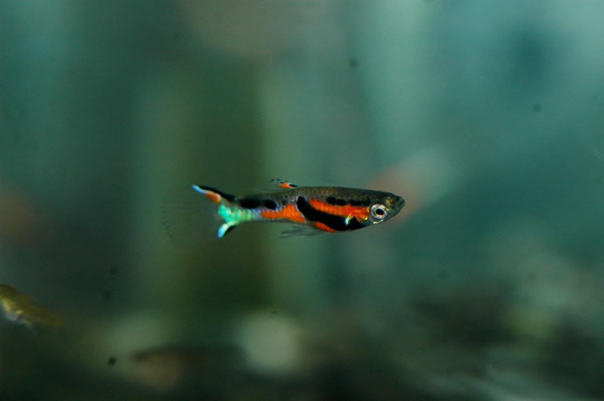 エンドラーズライブベアラー