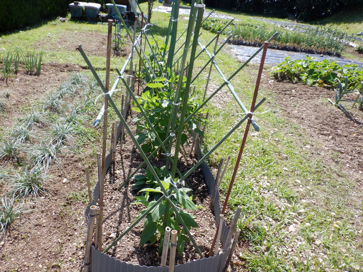 うさ 5 山の上畑の 白菊芋 の支柱がまだちょっと不安だったので 支柱を追加して少し頑丈にしておきました