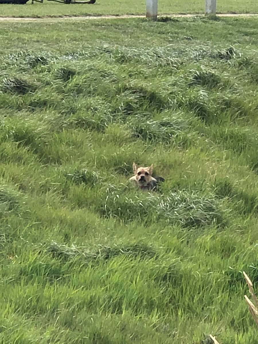 LouHedges's tweet photo. Spot @LittleDotYorkie ... #saturdaywalks #windywalks #doihavetogohome @DT_Kenilworth #foreverhome #yorkiesoftwitter  #yorkie #yorkiecross #yorkiejackrussellmix #yorkshireterrier #yorkshireterriersoftwitter #yorkiexjackrussell https://t.co/EA1HNA5mmz