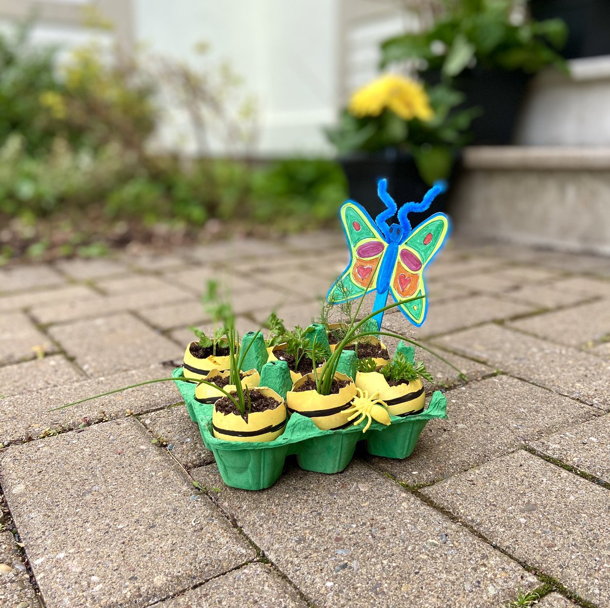 chefcraigflinn's tweet image. After cooking up another creative egg dish for our family we used the shells as seed starters for our family herb garden. Join me and @eggsoeufs and show how you take eggs from kitchen to garden. #CanadianEggs 
#seedstarters #eggfarmersofcanada #springgarden #eggs