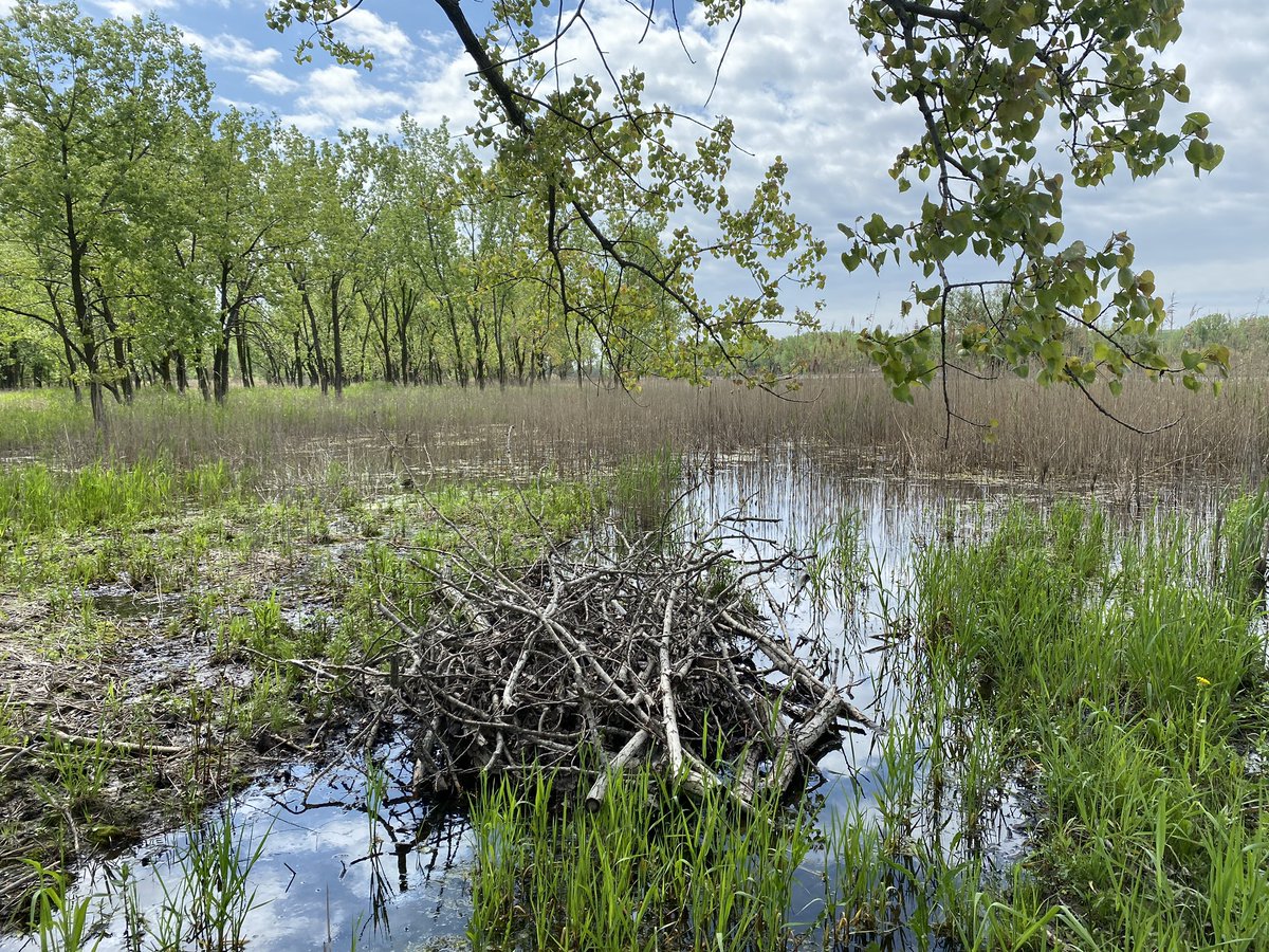 The work of beavers?