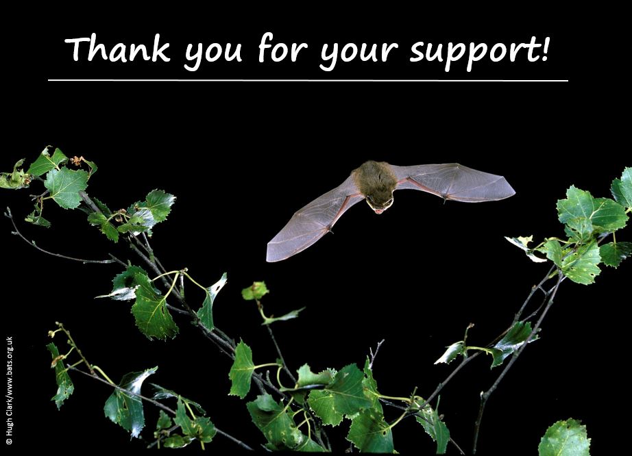 _BCT_'s tweet photo. Our 1st major multi-workshop 2 day online event #BigBatSkills just came to an end. We hope everyone had a great time learning more about bats &amp; bat conservation! THANK YOU to all delegates, workshop leaders &amp; co-sponsors: @nhbsBooks , Pettersson @TitleyScientif1 @WildlifeAcoust https://t.co/kwviaYyF3u
