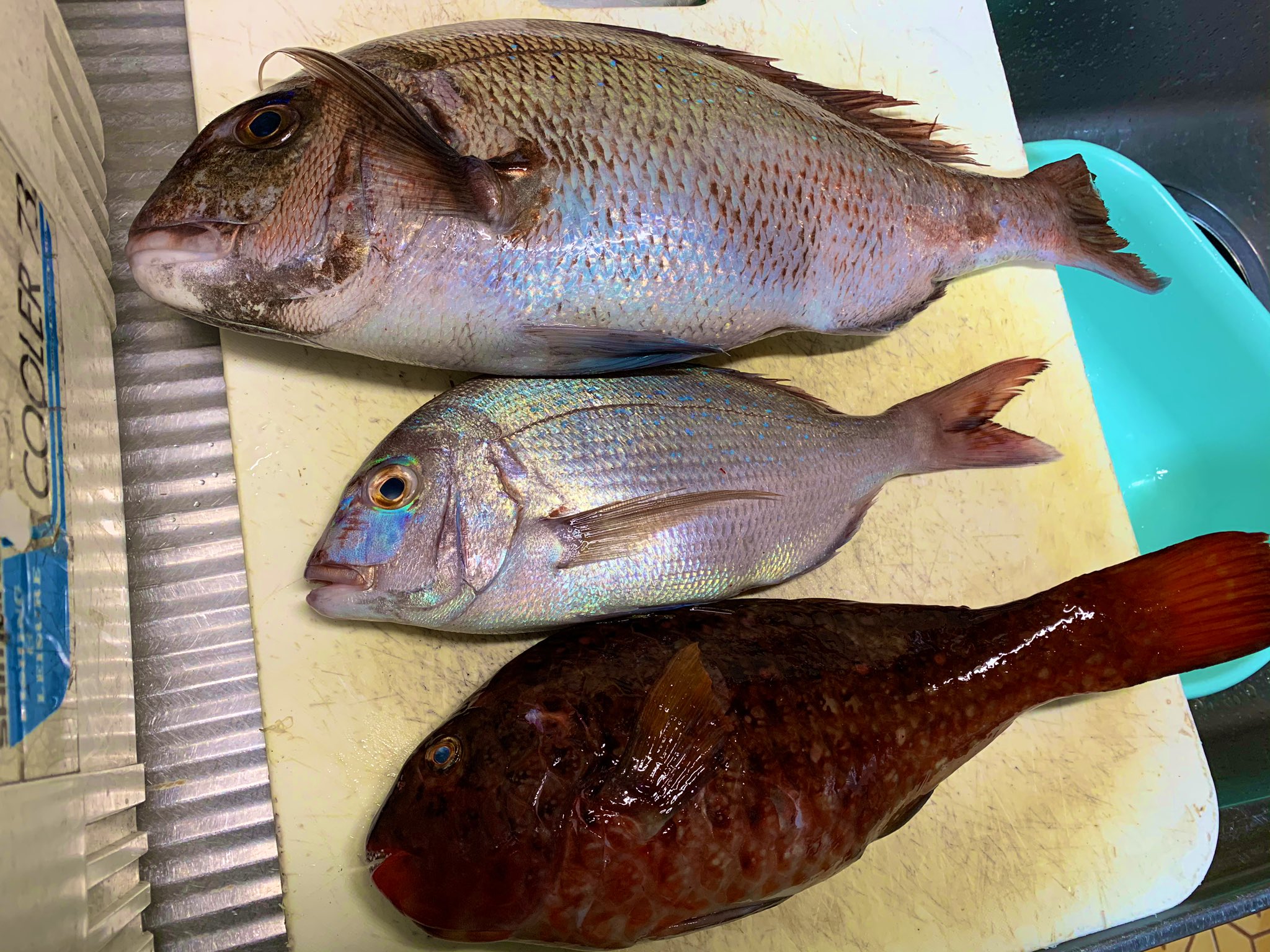 ちゃんだい 帰ったら おやじのツレから磯釣りで釣ってきた タイとブダイ届いとった タイ大好物 釣り 海釣り 磯釣り フィッシング Fishing 釣り好き 三重県 真鯛 マダイ ブダイ イガミ もらった魚 T Co Gijtrsc17h Twitter