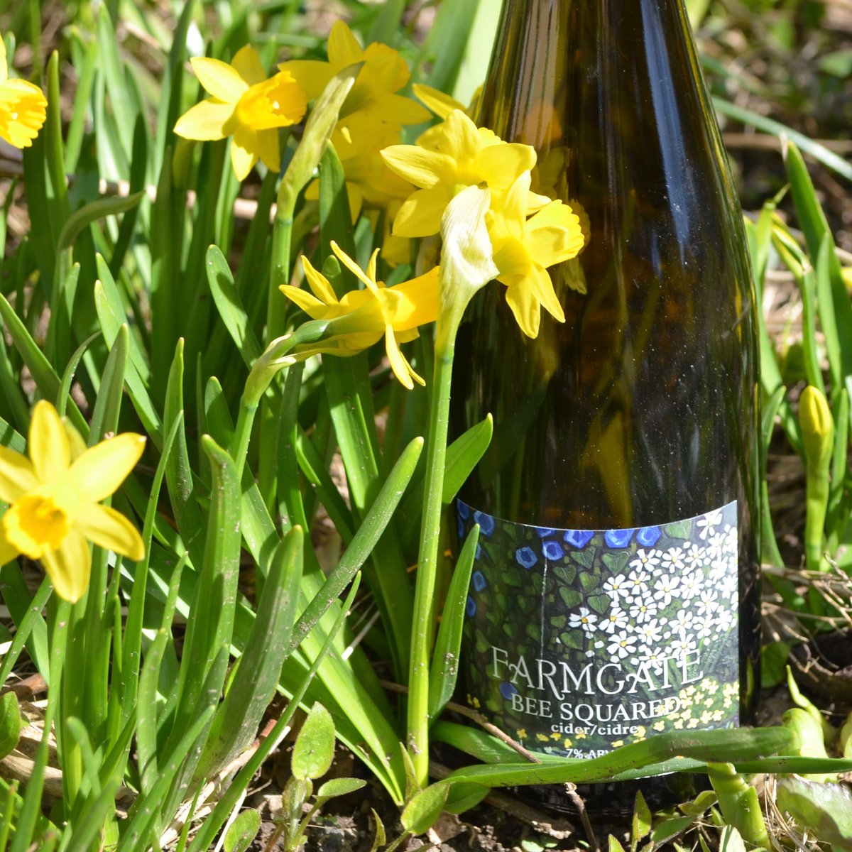 FarmgateCider's tweet photo. Get up close and personal with our #BeeSquared cider! This craft cider starts with a blend of apples. We sweeten it with a hint of local honey, giving it a lovely floral nose. Perfect for this time of year! 
#craftcider #cider #buylocal #freedelivery #savethebees #honey #ottawa https://t.co/7uDpzLOL8w