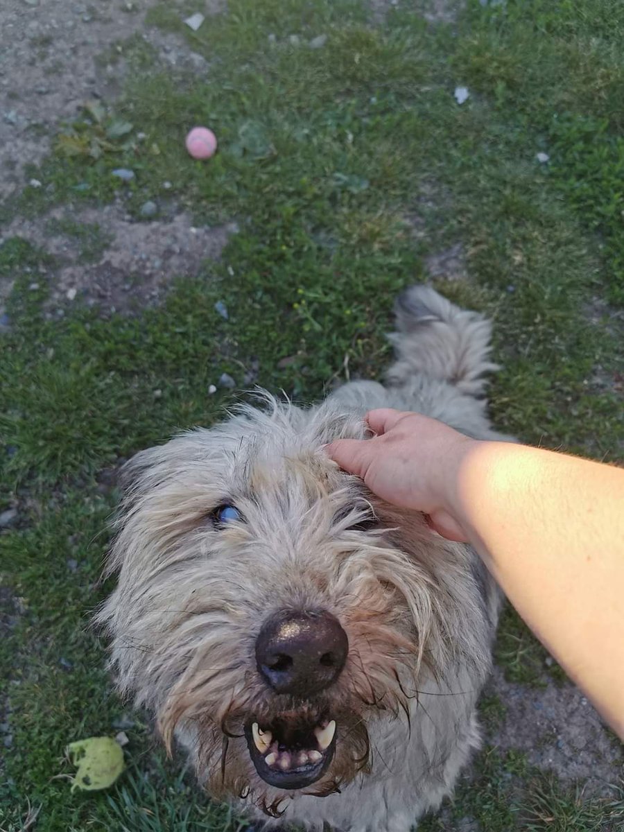 Louie is a happy boy this afternoon He's still looking for someone to give him a home. Louie is fully blind, he cannot live with other dogs or cats as being around them scares him but he could possibly live with older children. oakwooddogrescue.co.uk/adoptionapplic… *HU postcodes only*