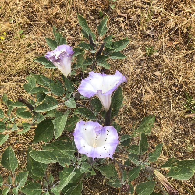 web.plantsnap.com/species/%5BC%5…