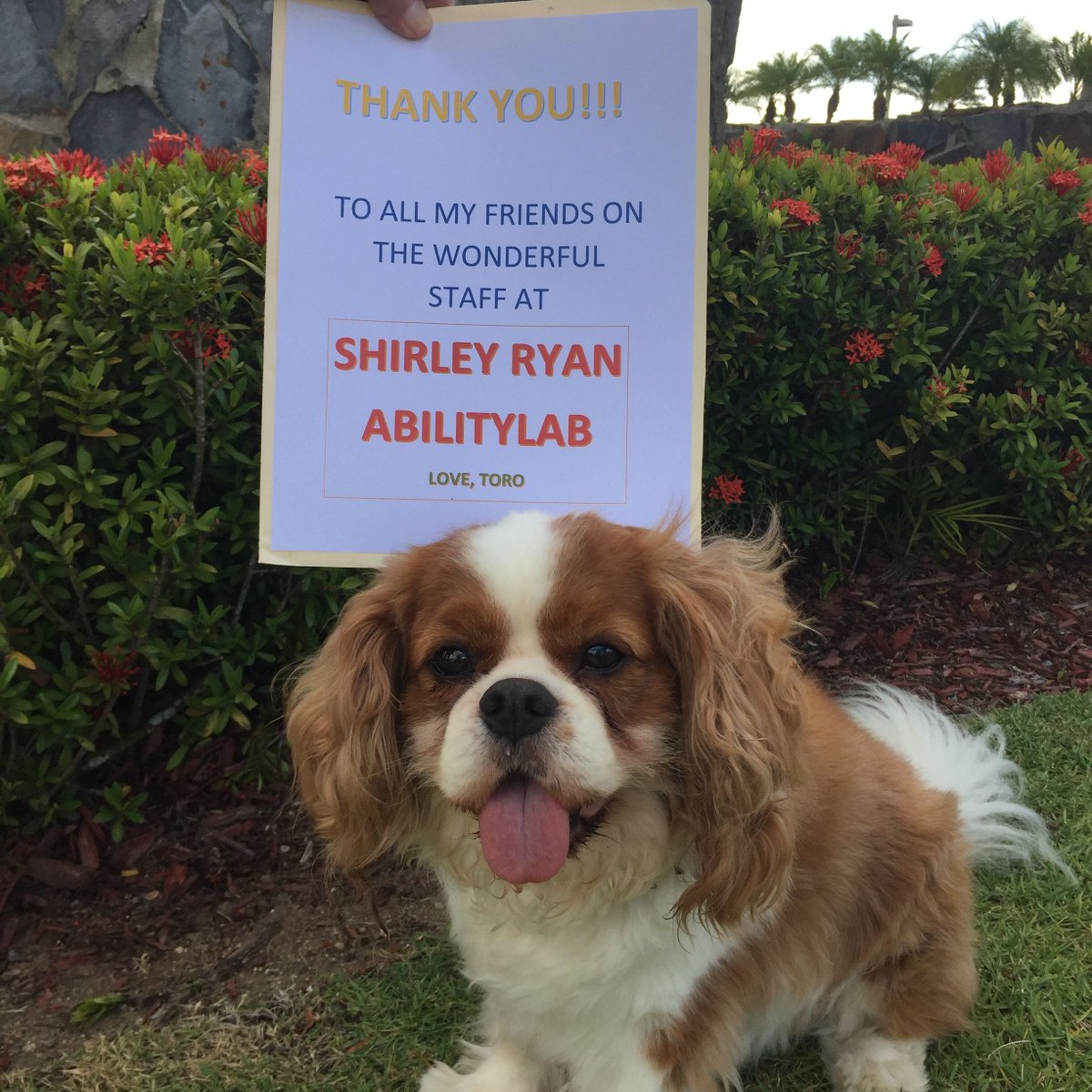 CTCorps's tweet photo. We host a program at @AbilityLab for individuals recovering from spinal cord injuries, traumatic brain injuries, burns and other physical trauma. Please join the amazing therapy dogs who work in this program in thanking the staff for continuing to help others during the pandemic! https://t.co/0zOeYyK7O2