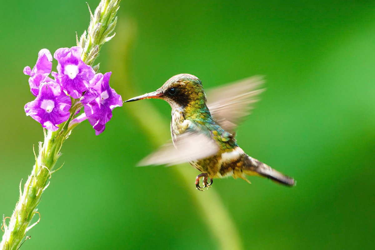 chrisrabephoto's tweet photo. Visiting a particular resort in #costarica, walked around a corner to find a magical place full of #hummingbird! My fav birds 😍 #wildlifememory #wildlife #wildlifephotography #nature #birds #birding @wildlifemag @WPPmagazine @NatureTTL #bbcwildlifepotd #TwitterNatureCommunity https://t.co/swwj8TQWSn